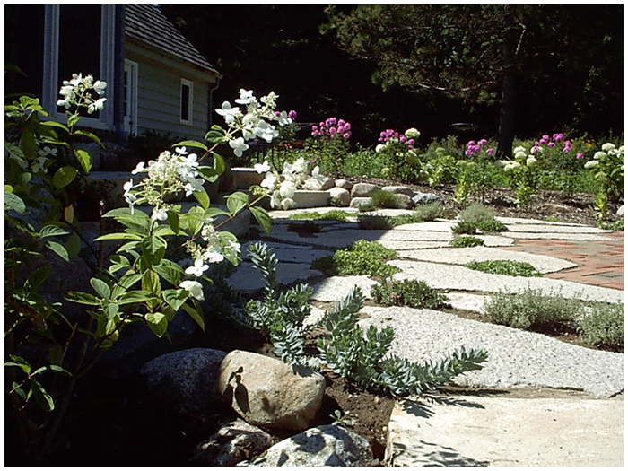 Backyard Planting